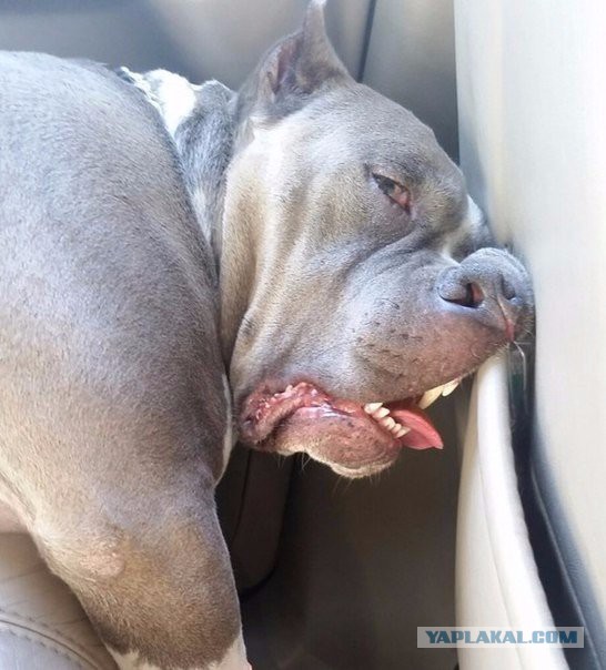 Картинки всякие для поднятия настроения