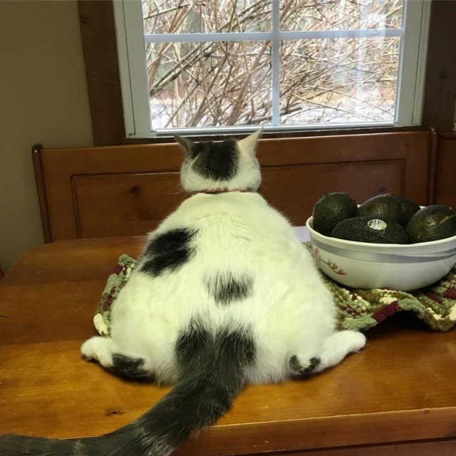 Коты и Кошки
