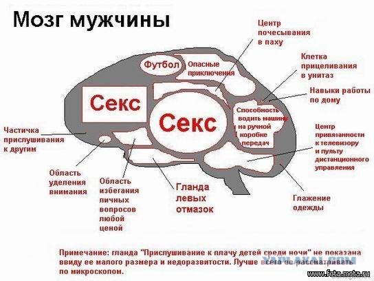 Мозг мужчин (блок-схема)