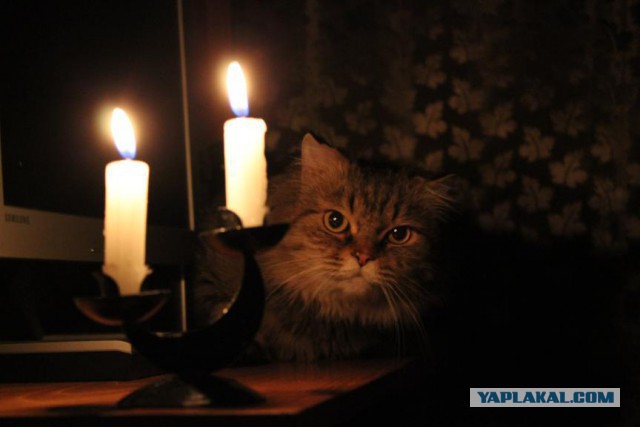 Подборка котов с лампой.