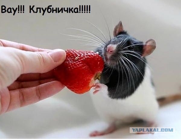Крысо-понедельник!