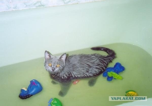 Даёшь Котовторник на ЯПе! (29.07.08)