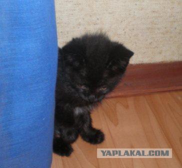 Вторничный котометъ на ЯПлакалъ