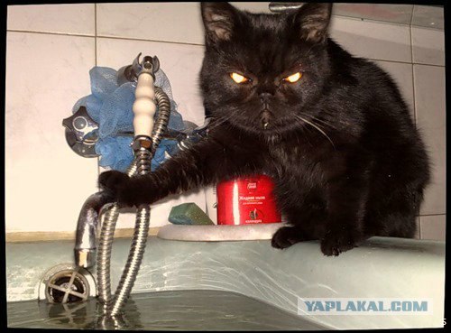 Котовторнику Да (09.12.08)
