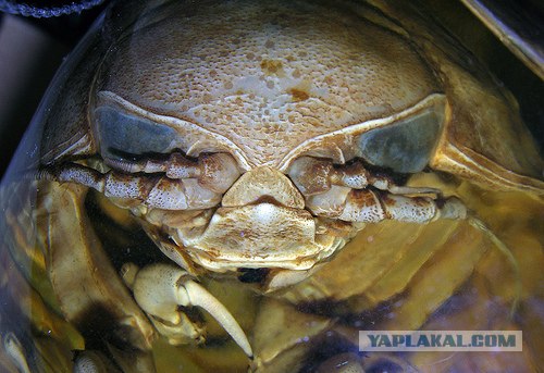 Однажды они захватят мир (не для нервных) 10 фото