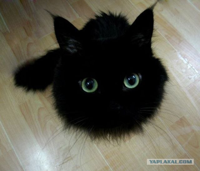 Котовторник на 22 июня