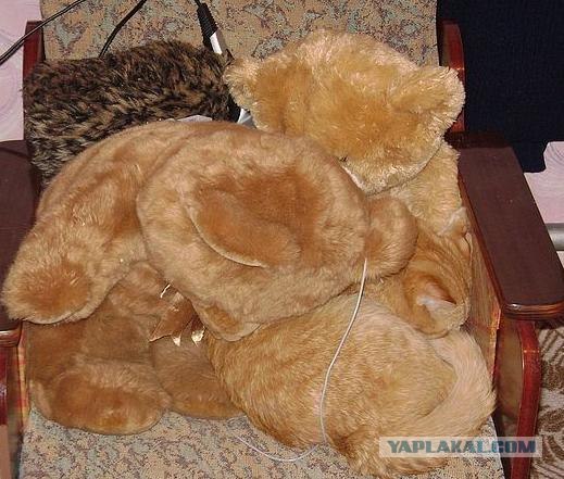 А как же Котовторник?!