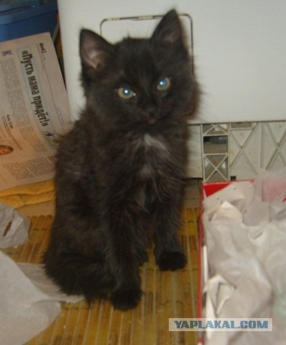 Котовторник (21.02.2012)