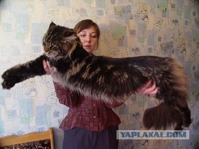 Гигантские крысы в Англии