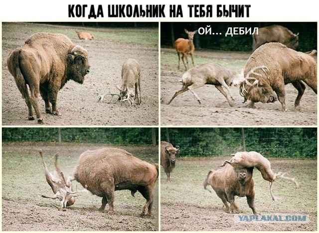 Среда с оттенками коричневого