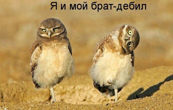 Фотожаба:Нельзя просто так взять и нарисовать СОВУ