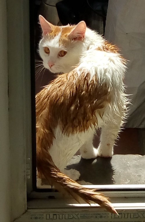 Погнали! С котовторником, други!