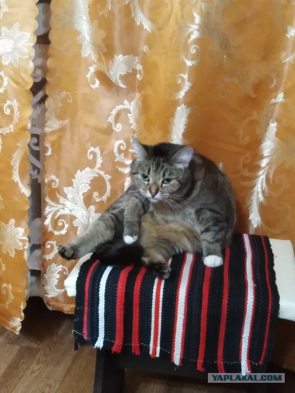 Котовторник 14.09.2021