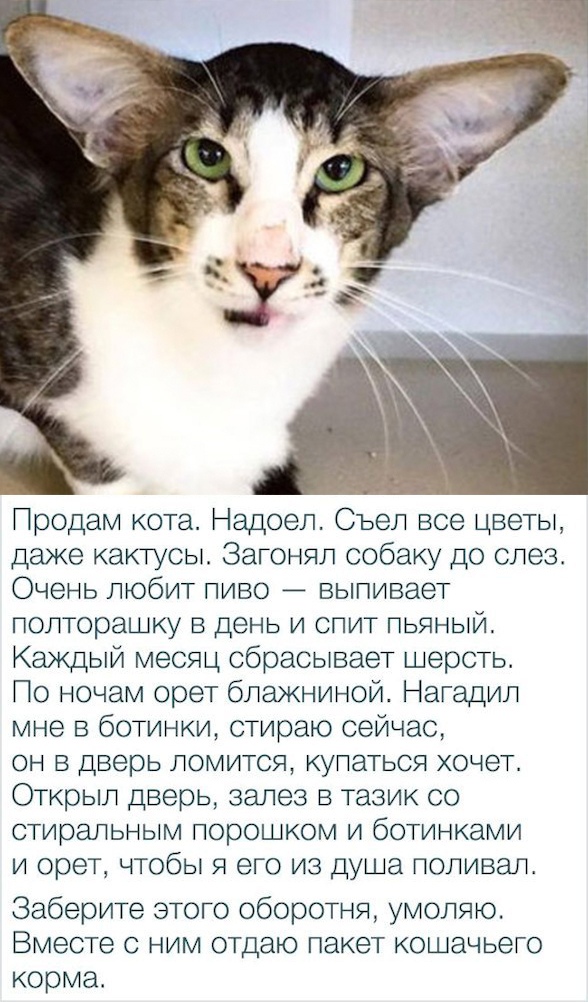 Картинки - не картинки. Смешные - не смешные 2
