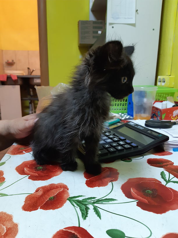 Специально для тех глупцов, которые считают котов бесполезными животными