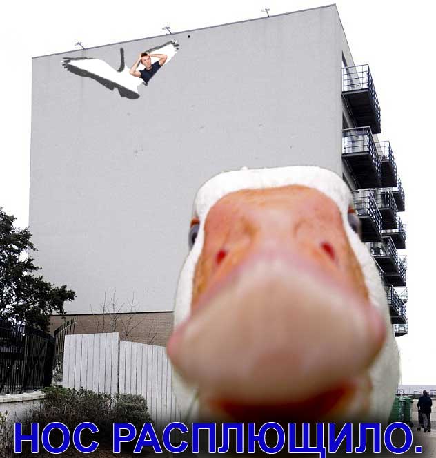 Дом, в который врезаются гуси