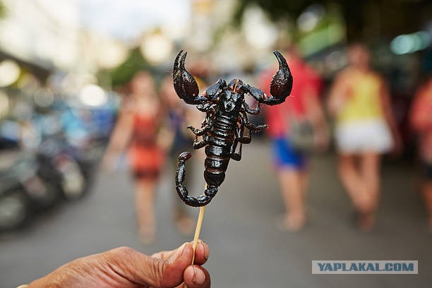 Самые ядовитые скорпионы в мире