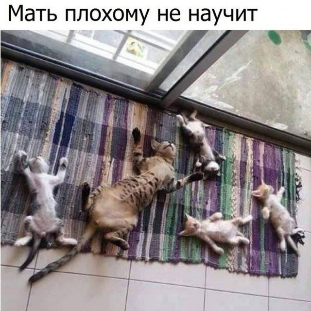 Жизнь домашнего приюта "Котоленд" 430