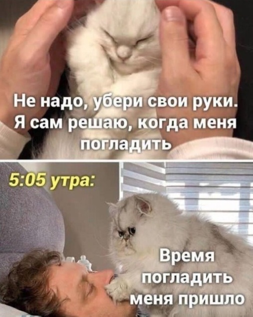 Весёлый полтишок 10.06.24