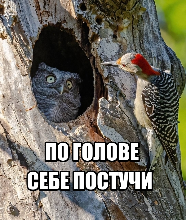 Дятел и антенна