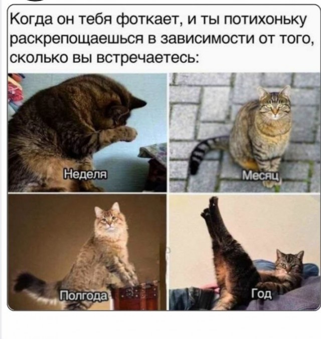 К котовторнику: подборка картинок-баянов с котиками и про котиков. Выпуск 33..