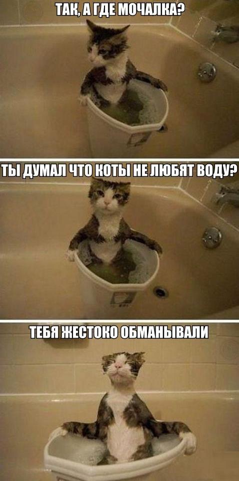 Почините мне кота!