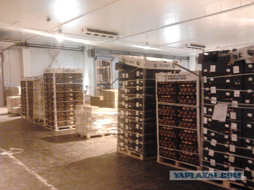 Где яблоки растут!