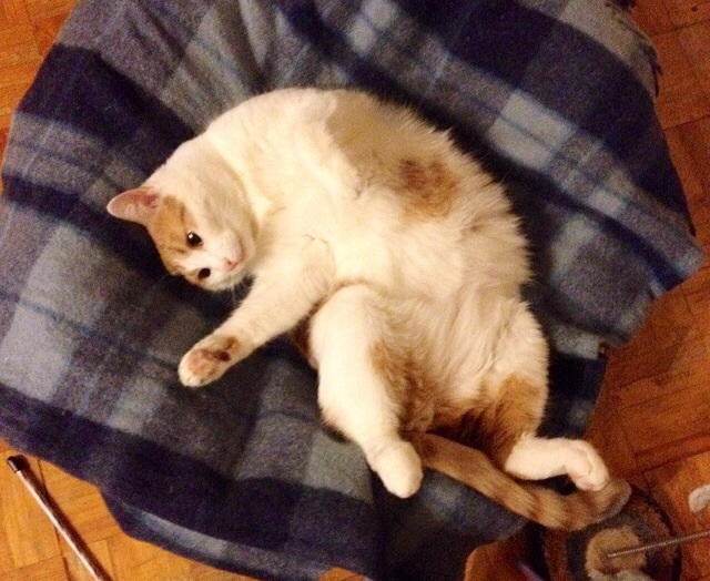 Котовторник 04.03.2014