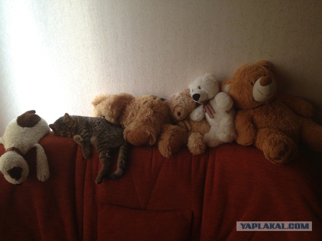 Котовторник 24.06.2014