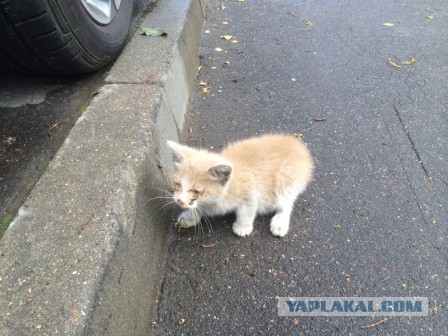 Помогите КОТЭ