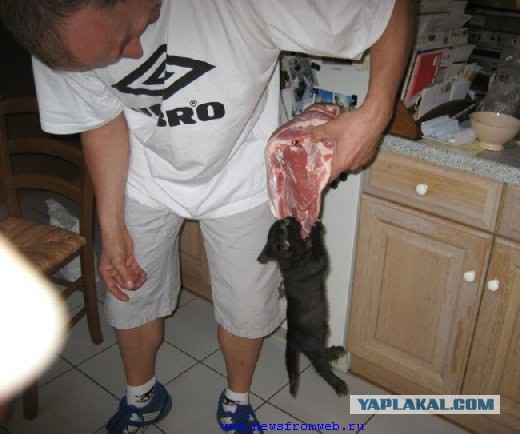 Кошачий Hardcore