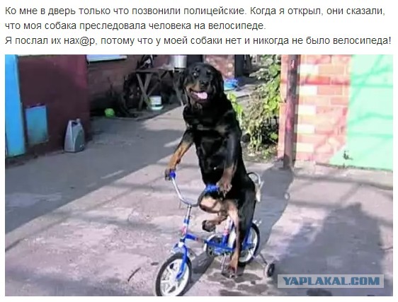 Забавные картинки из интернетов