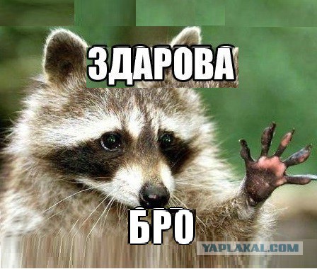100 самых ценных фотографий енотов