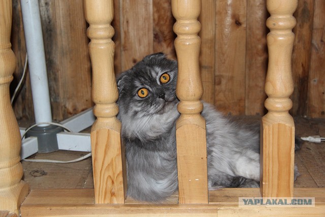 Котовторник