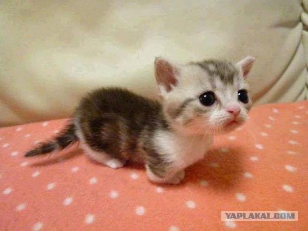 Котовторник однако