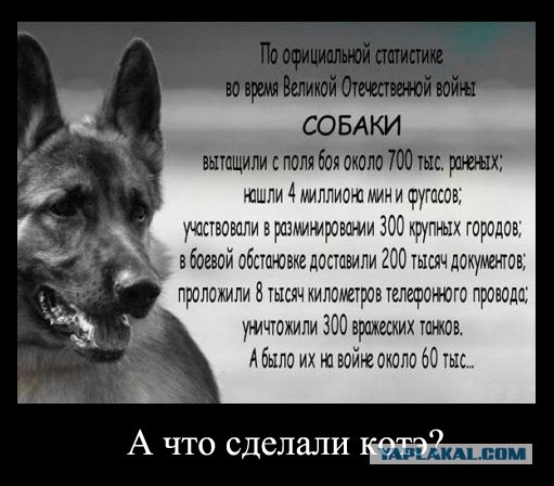 Котовторник  21.07.2015