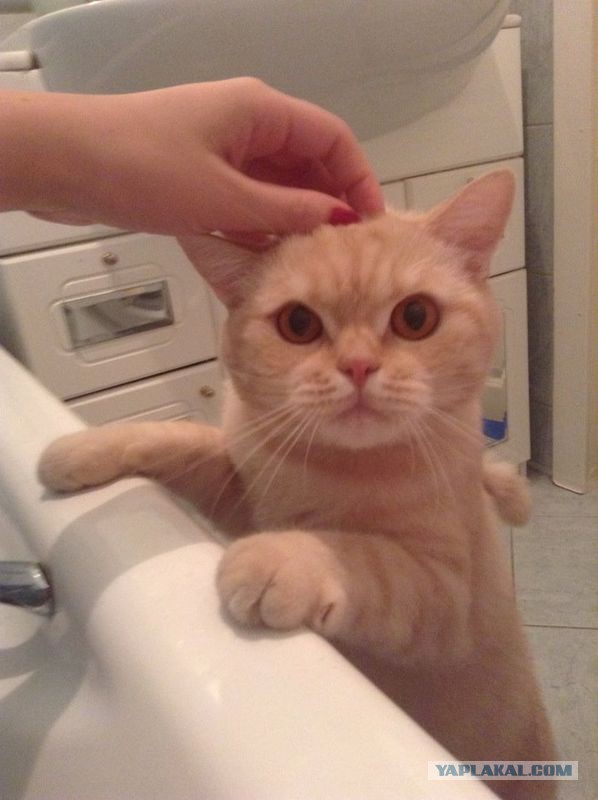 Котовторник 28.07.2015