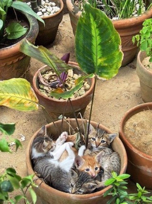 Котовторник