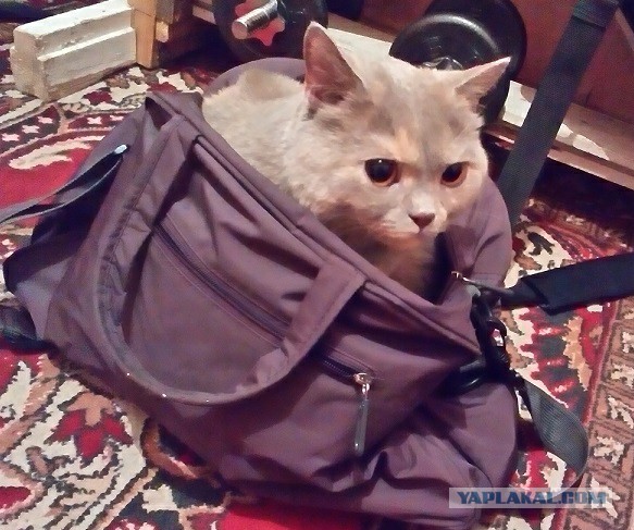 Котооо-о-о-вторник
