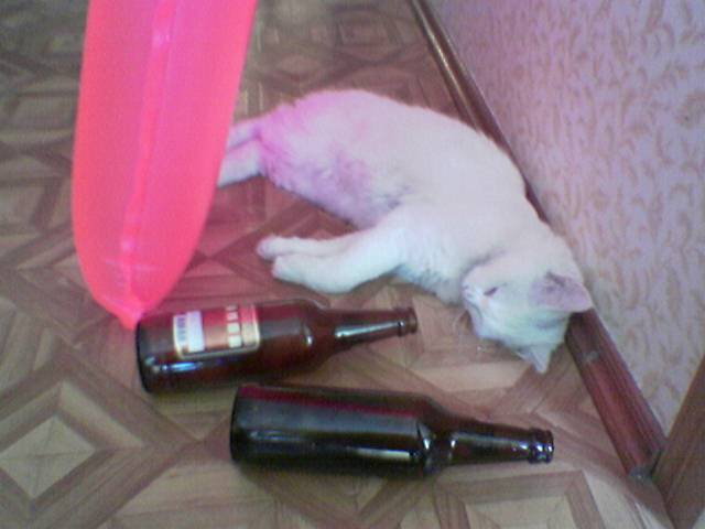Коты, кошки, котята