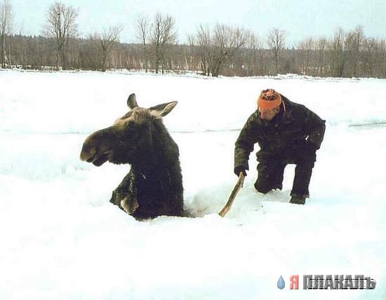 Все о КОНЯХ, ЛОШАДЯХ, ОСЛАХ