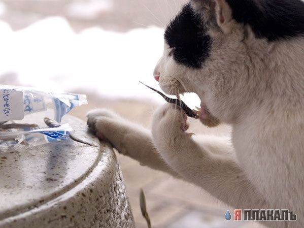 Коты, кошки, котята