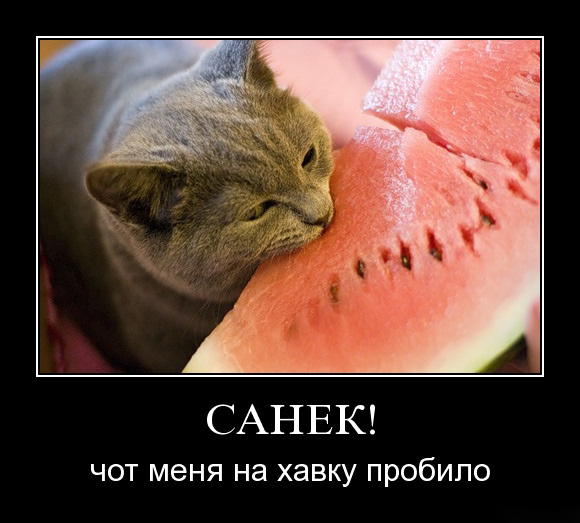 Демы к котовторнику!