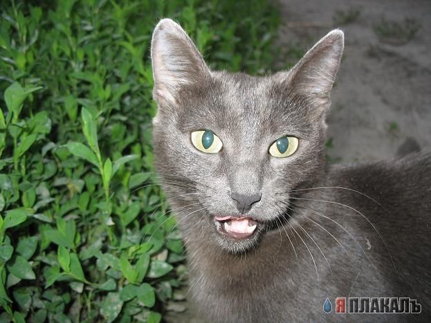 Народный котомет на фторинег