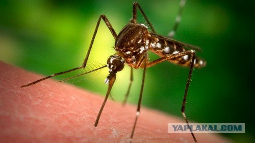 Гонения комаров на Руси