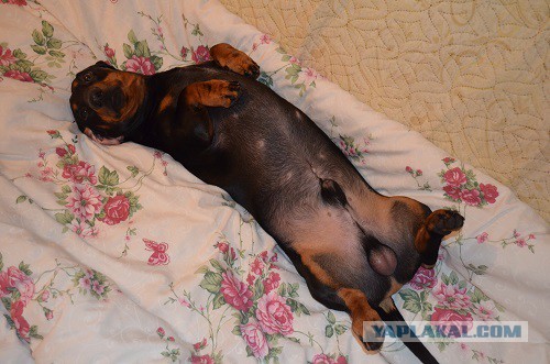 Такса  это навсегда