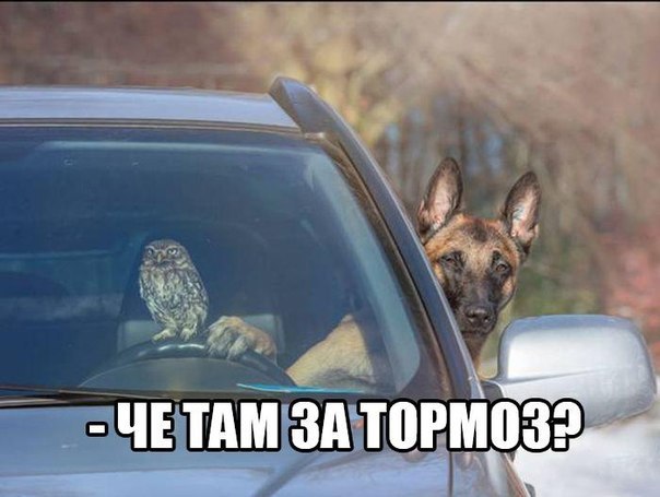 Прикольные животные
