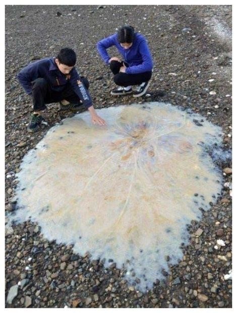 Шокирующая Австралия