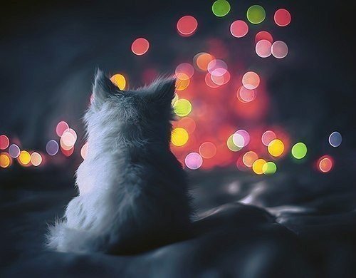 Коты из сети