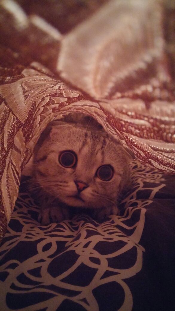 ГЛАГОЛящие коты